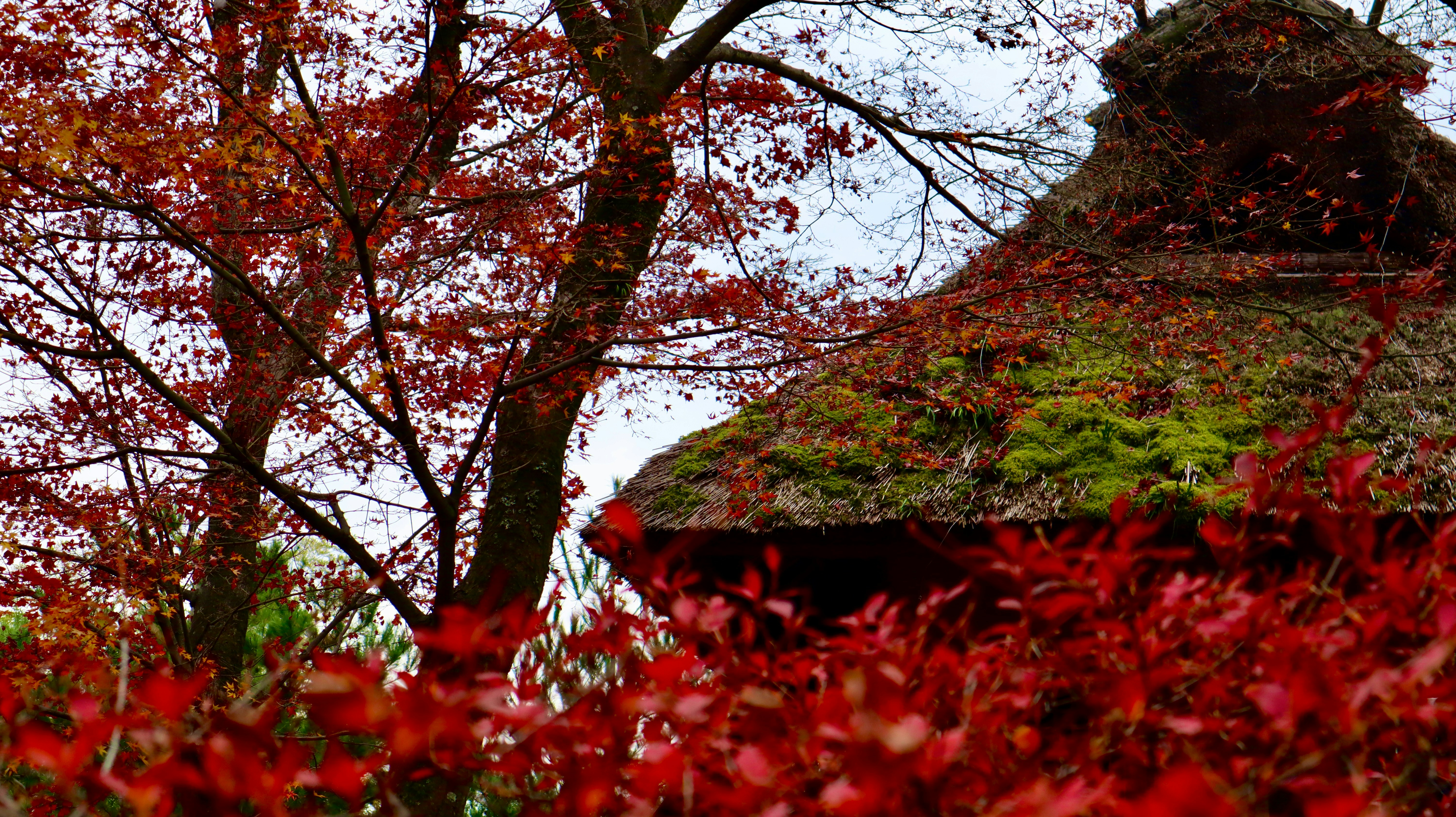 紅葉と茅葺き屋根の日本の地方風景